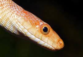 Baird S Rat Snake Colubridae Pantherophis Bairdi Rat Snake Baird Snake