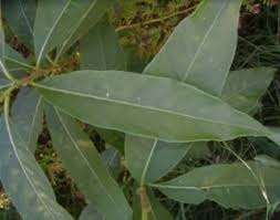 Image result for Cestrum parqui