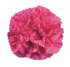 Check spelling or type a new query. Carnation Flowers Carnation White Carnations Flower Delivery