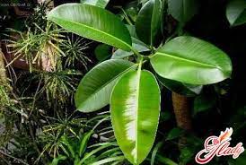 Caderea frunzelor este ireversibila la ficus elastica si ficus pandurata, dar este mai putin grava la ficus benjamina si ficus diversiflora. De Ce Pot CÄdea Frunzele La Ficus CÄutÄm RÄspunsul ImpreunÄ