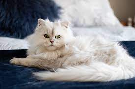 Feel free to browse our names and be sure to add the ones you like to your favorites list. Names For Girl Cats M