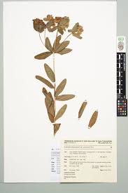 Image result for Euphorbia depauperata