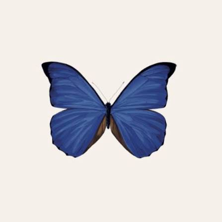 Multicolored flight of butterflies – Deyrolle