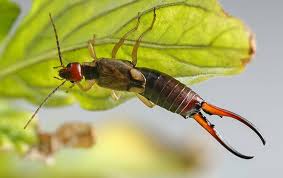Top pest control services in dallas, tx. Earwigs Earwig Identification Prevention Control