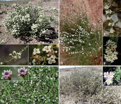 Image result for Lantana ukambensis