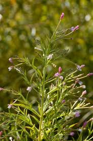 Image result for Epilobium