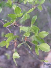Image result for Commiphora tenuipetiolata