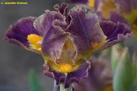 SdbJolly < Sdb < Iris Wiki