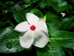 Image result for Catharanthus roseus