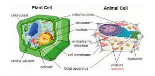 Topics include cell walls, vacuoles, chloroplasts, peroxisomes, lysosomes, mitochondria, etc. Animal Vs Plant Cells Proprofs Quiz