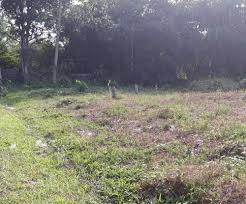 Rekomendasi pilihan terbaik untuk anda yang sedang mencari rumah, inilah situs jual beli rumah terpercaya di indonesia. Jual Tanah Murah Sewa Tanah Kosong Jualsewatanah Com