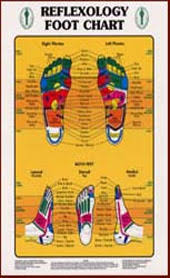Reflexology Charts Key Elements In The Ear Hand Foot