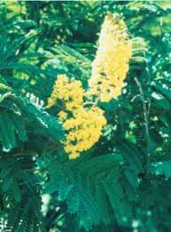 Image result for Peltophorum africanum