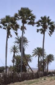 Image result for Borassus