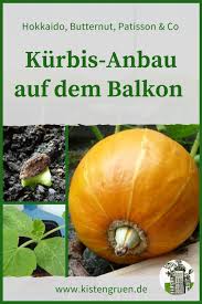 Jahrhundert kam der kürbis zu uns nach europa, aber erst in die sonnigen gegenden wie die türkei. Kurbis Anbauen Auf Dem Balkon Aussaat Pflege Und Ernte Kistengrun