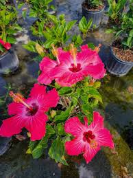 Image result for Hibiscus platycalyx