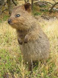 Which Way Did He Go Happyalert Via Happy Hippo Billy Cute Animals Quokka Animal Quokka