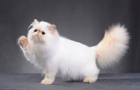 Hair salon services princeton nj. Short Haircut Persian Cat The Haircut Styles