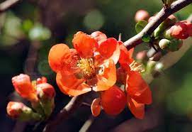 Your roses may look stark after a good pruning, but roses grow very prolifically and will fill in quickly. Branch Of Bush With Vivid Red Flower Stock Image Colourbox