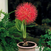 That means you get lasting interest from these flowers, instead of the ephemeral beauty of springtime bulbs that can come and go faster than you might notice. Buy Summer Flowering Bulbs J Parker Dutch Bulbs