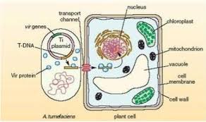 Maybe you would like to learn more about one of these? 1 This Figure Shows How The Bacterium Inserts Some Chegg Com