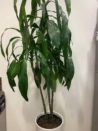 Image result for Dracaena fragrans