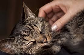 They're not all hairless, but they are all full of personality. 13 Hypoallergenic Cat Breeds For Allergy Sufferers Petloversfamily Com