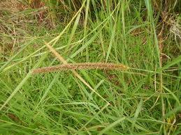 Image result for Setaria sphacelata