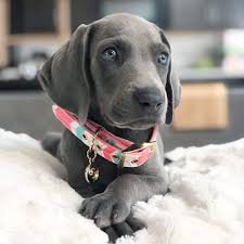 A gradual mixture of cultures. 35 Great Dane Mixes You Need To Know More About Right Now K9 Web