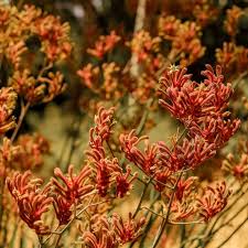 Image result for Anigozanthos
