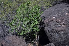 Image result for Erythrococca