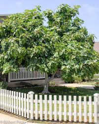 We are yet to prepare a bed for this tree but it may stay potted as the tasty fruit are available in summer and autumn. Edible Fig Cvs Inland Valley Garden Planner