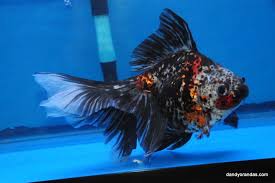 Calico Longtail Ryukin Dandyorandas Com Goldfish Ryukin Goldfish Fresh Water Fish Tank