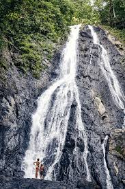 Image result for Nicolasia costata