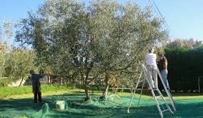 Decouvrez La Tradition De L Olivier A Votre Facon I Feel Slovenia