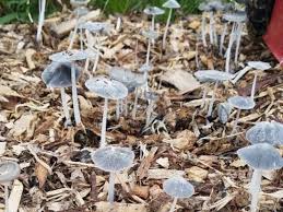 Maybe you would like to learn more about one of these? Why Are Mushrooms Growing In My Garden