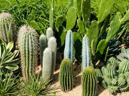 Cacti have many adaptations that allow them to live in dry areas; Types Of Cactus For The Garden Using Cactus Landscaping