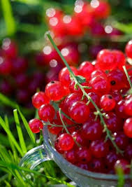 I Adore Currants Great Tarts Jams Or Just Straight Up Fruit And Veg Fresh Fruit Berries