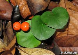 Image result for Geophila repens