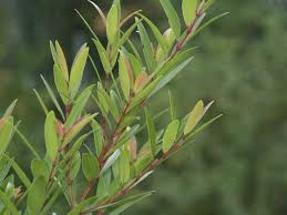 Image result for Syzygium niassense