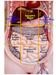 Body Regions Torso Gif 900 1 200 Pixeis Uchashiesya Meduchilisha Medicinskie Uchilisha Sudebnaya Medicina