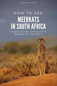 How To See Meerkats In South Africa In Outdshoorn South Africa Safari South Africa Travel Africa Travel Safari