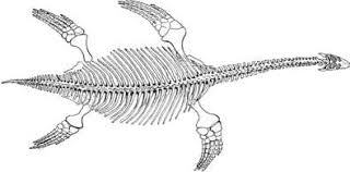 Learn how to take the quiz, all of paimon's quiz answers, and rewards for the correct answers in this a thousand questions with paimon is a quiz event in genshin impact. Plesiosaur Swimming As Interpreted From Skeletal Analysis And Experimental Results