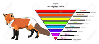 Example Of Animal Classification Infographic Diagram Showing Royalty Free Cliparts Vectors And Stock Illustration Image 130475666