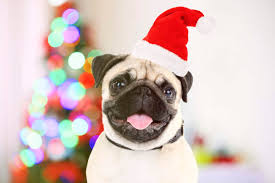 Advent, comet, grinch, holly, merry, rudolph, santa, yule, and more great male and female puppy names are right here. Christmas Dog Names