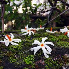 Nyctanthes arbortristis popularly known as parijataka, night jasmine or harsinghar is flowering small tree in â€žoleaceae family. à¦¶ à¦à¦² à¦« à¦² Nyctanthes Arbor Tristis Watercolor Flowers Tutorial Flower Wallpaper Flowers Instagram