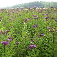 Image result for Vernonia myriantha