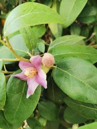 Image result for Lagunaria