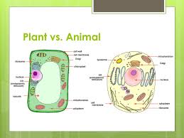 Last month, my 6th grader studied plant and animal cells and their parts in science. Plants Vs Animal Cells Ppt Video Online Download
