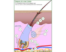 Touch device users, explore by touch or with swipe gestures. Label The Hair Follicle Quiz